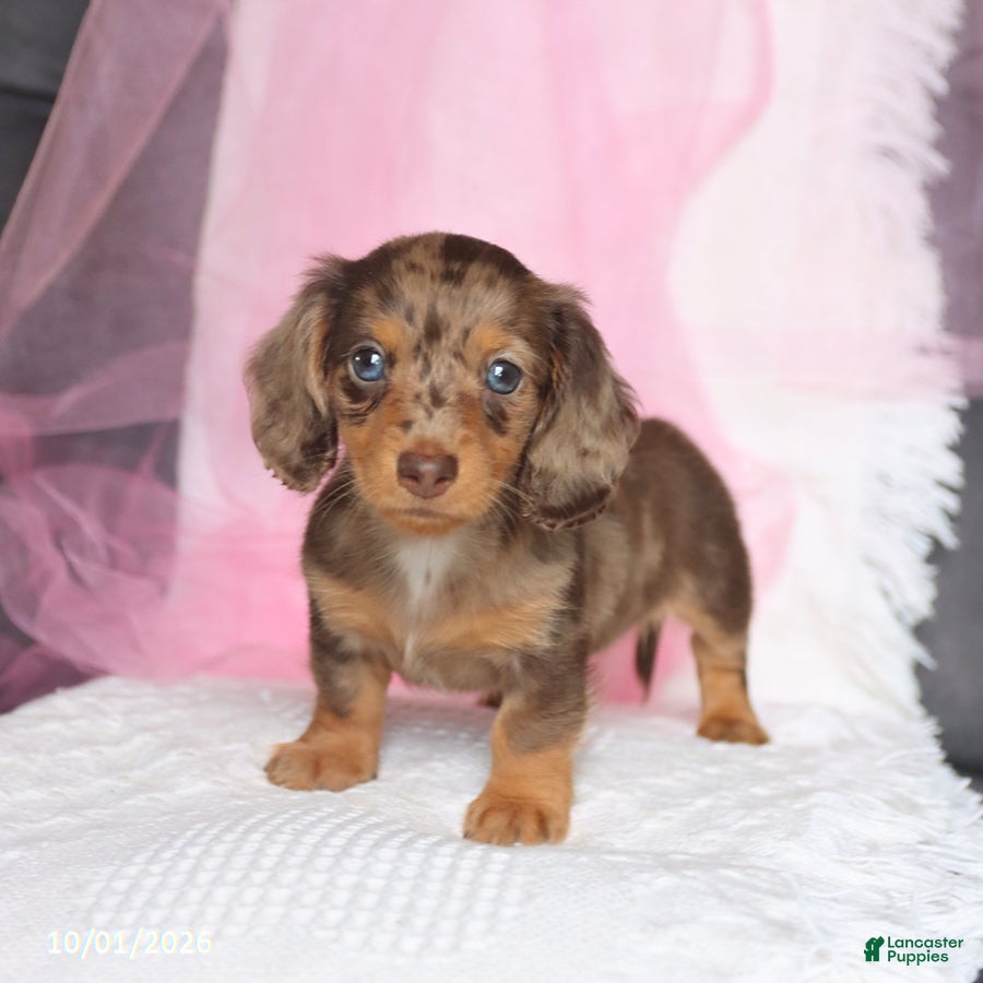 Miniature Dachshund dogs Twila - Ad 1