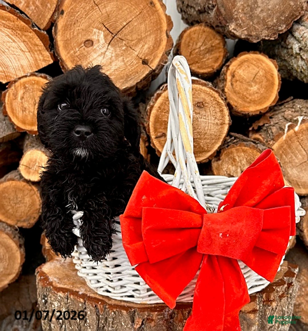 Mixed Breed dogs for sale: Lennon - Ad 1