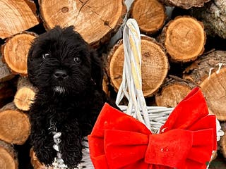 Mixed Breed dogs Lennon - Ad 33