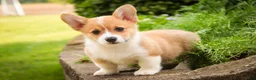 Welsh Corgi Pembroke dogs for sale: Zoey - Ad 9