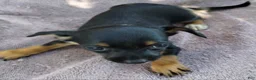 Mixed Breed dogs for sale: Boy  - Ad 6