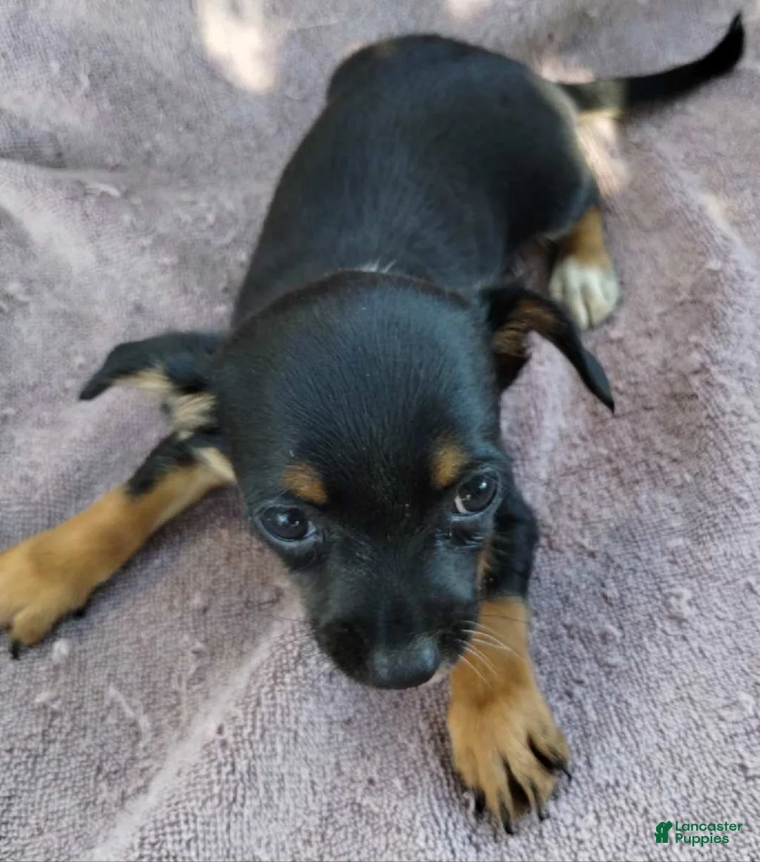 Mixed Breed dogs for sale: Boy  - Ad 6