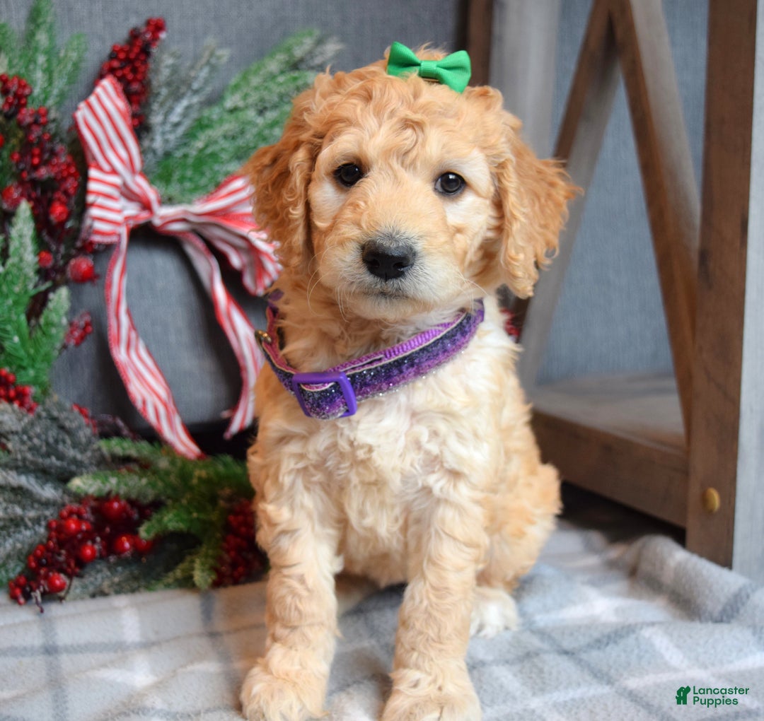 Goldendoodle dogs for sale: Penny - Ad 7