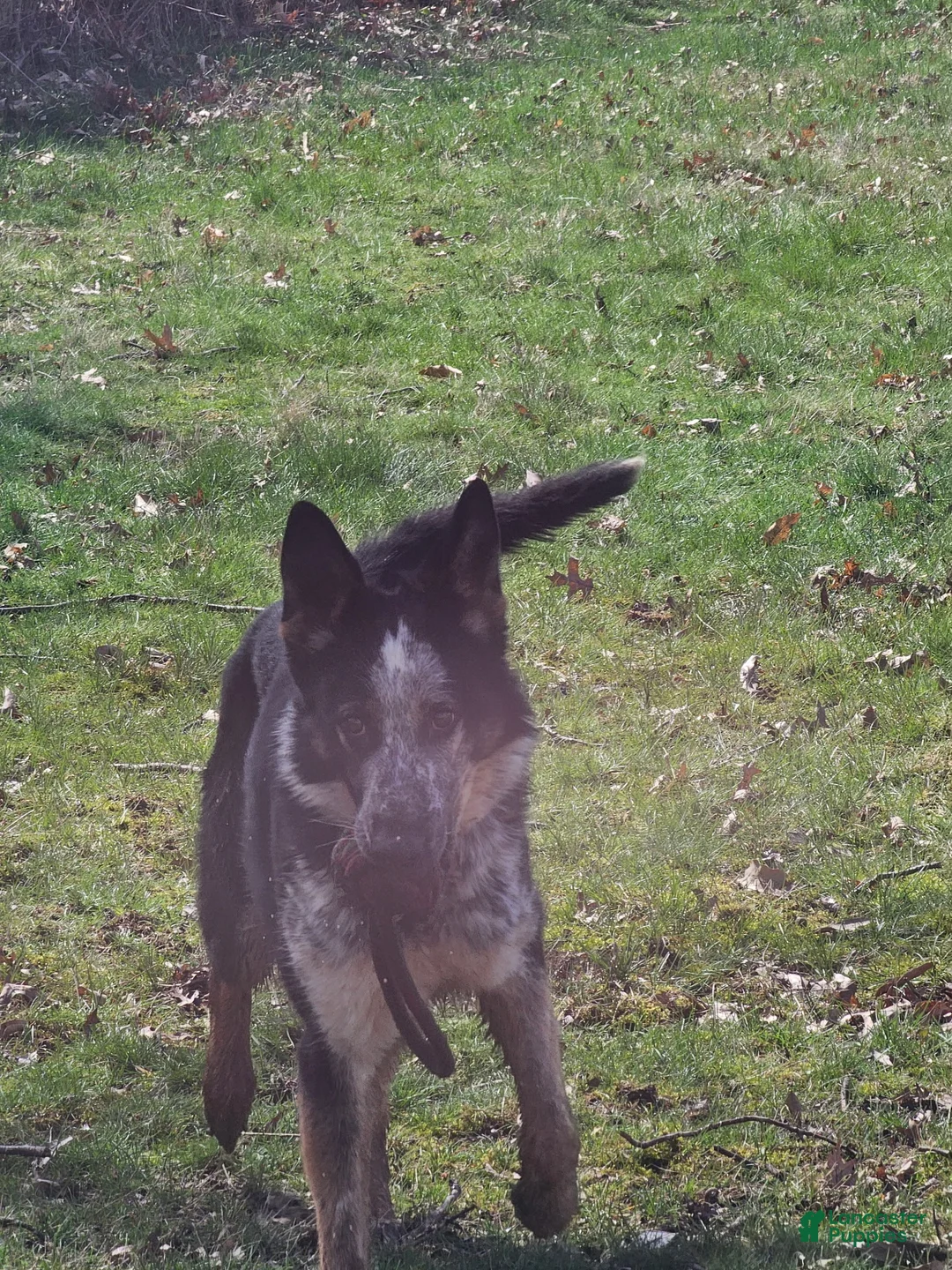 German Shepherd dogs for stud: Pandora - Ad 1