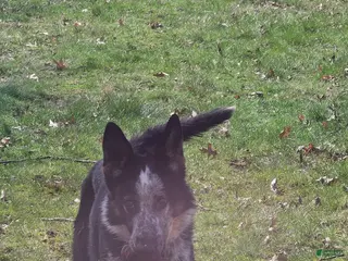 German Shepherd dogs Pandora - Ad 3