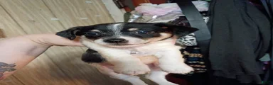 Chihuahua 2