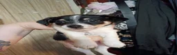 Chihuahua dogs for sale: Chihuahua 2 - Ad 1