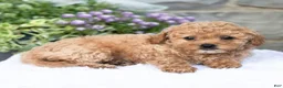 Havapoo dogs for sale: Anita  - Ad 3