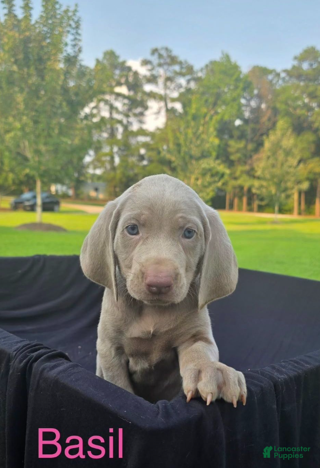 Weimaraner dogs Basil - Ad 1