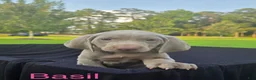 Weimaraner dogs for sale: Basil - Ad 1