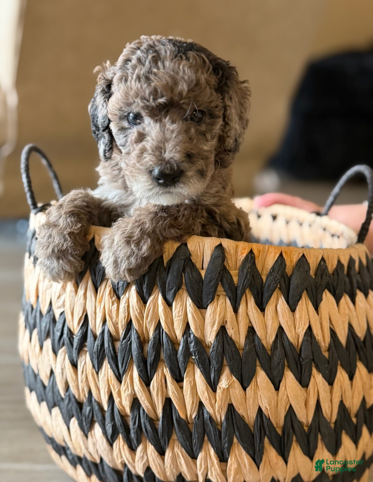 Labradoodle dogs Rolo - Ad 2