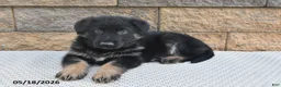 German Shepherd dogs for sale: Harley - Ad 4