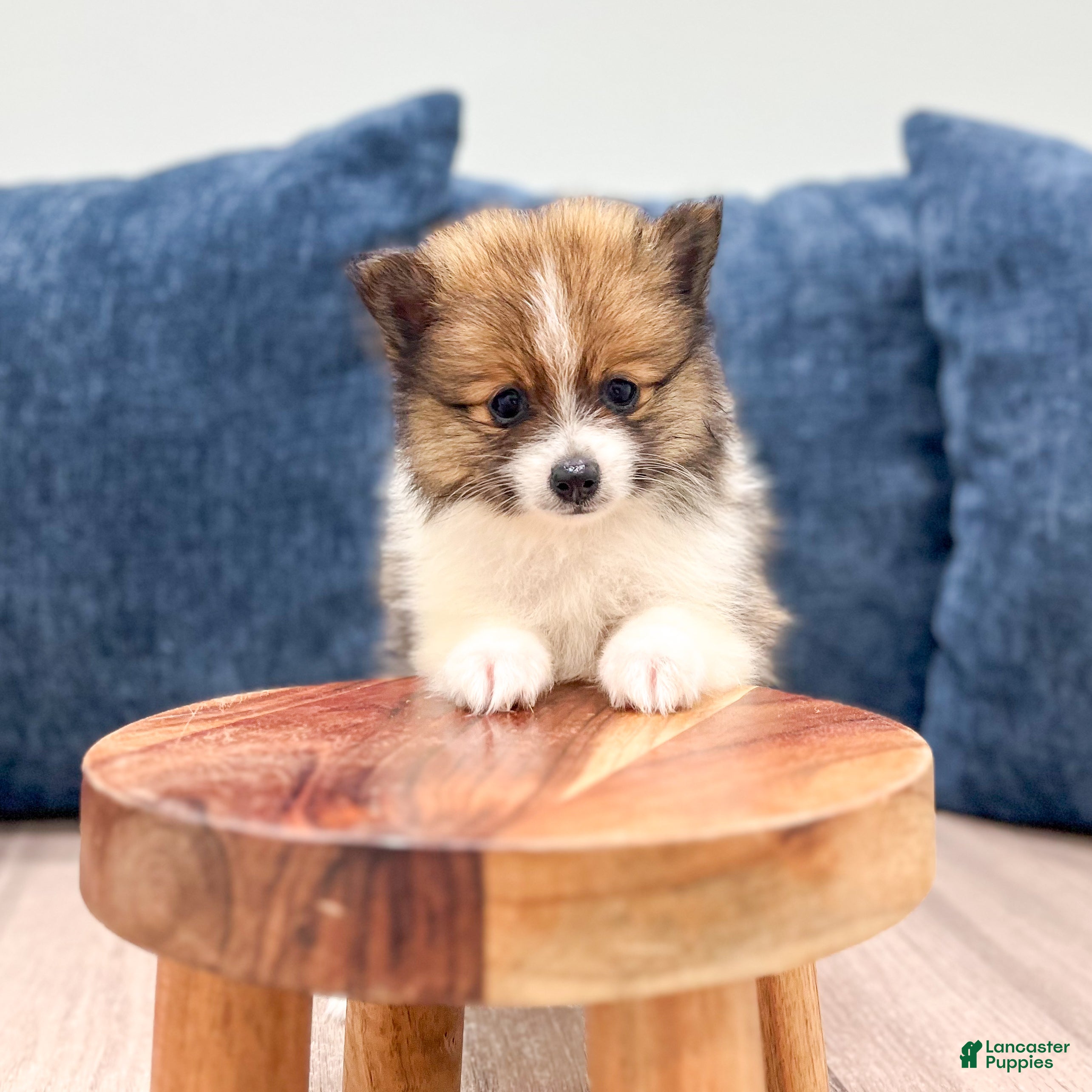 Pomeranian dogs Charlie - Ad 2