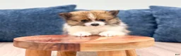 Pomeranian dogs for sale: Charlie - Ad 2
