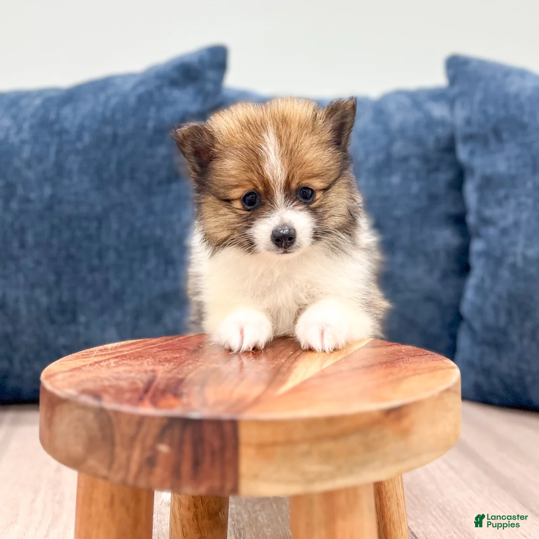 Pomeranian dogs for sale: Charlie - Ad 2