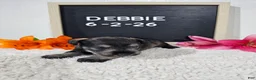 Miniature Schnauzer dogs for sale: Debbie - Ad 9