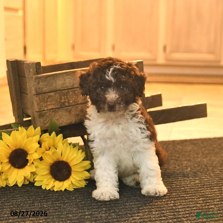 Toy Poodle dogs Sherlock  - Ad 1