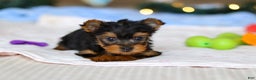 Yorkshire Terrier dogs for sale: Jewel - Ad 4