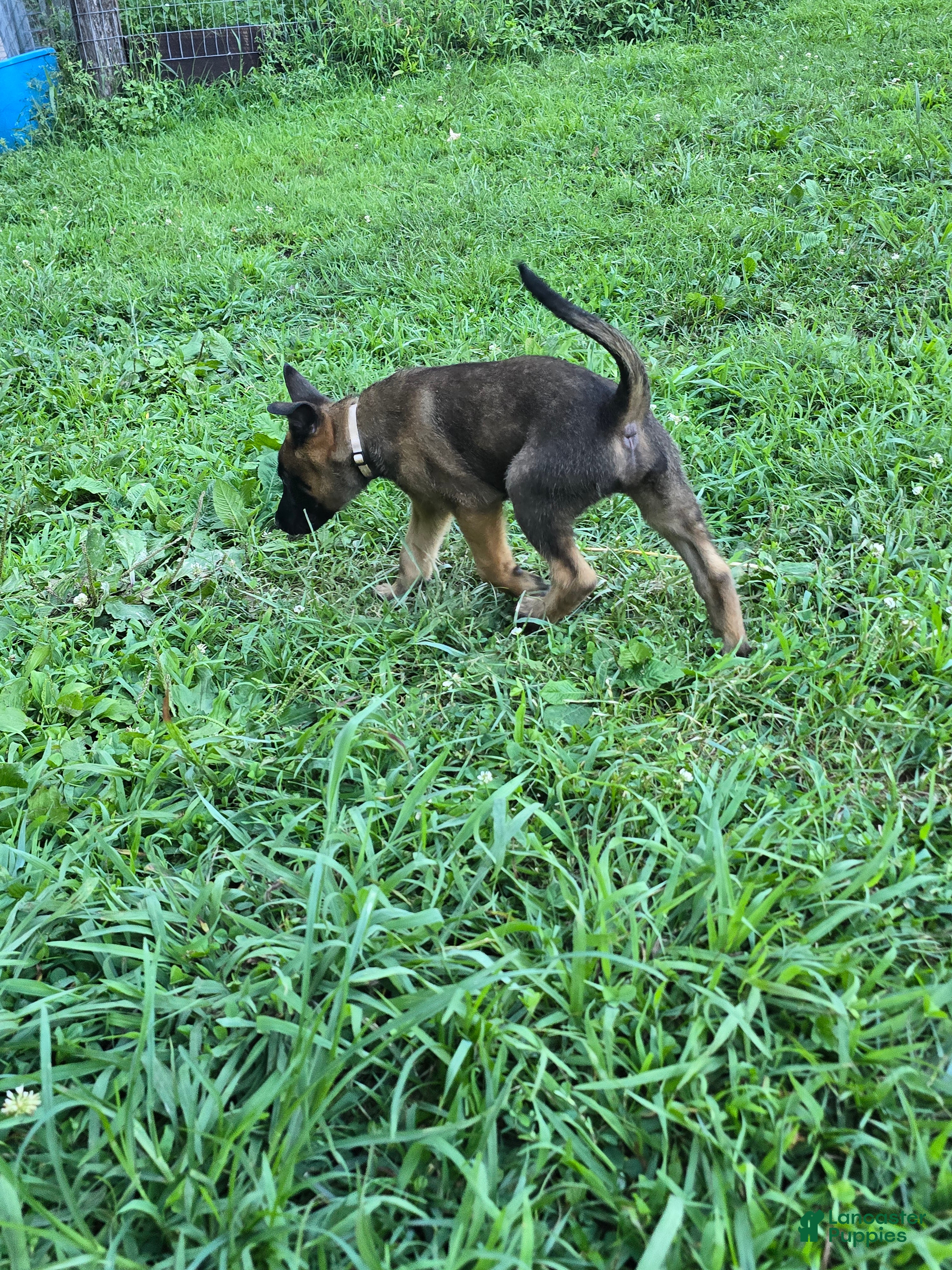 Belgian Malinois dogs Belgian Malinois 2 TAN - Ad 2