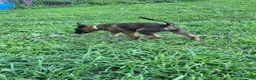 Belgian Malinois dogs for sale: Belgian Malinois 2 TAN - Ad 2