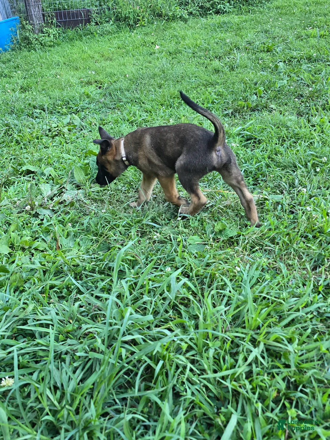 Belgian Malinois dogs for sale: Belgian Malinois 2 TAN - Ad 2