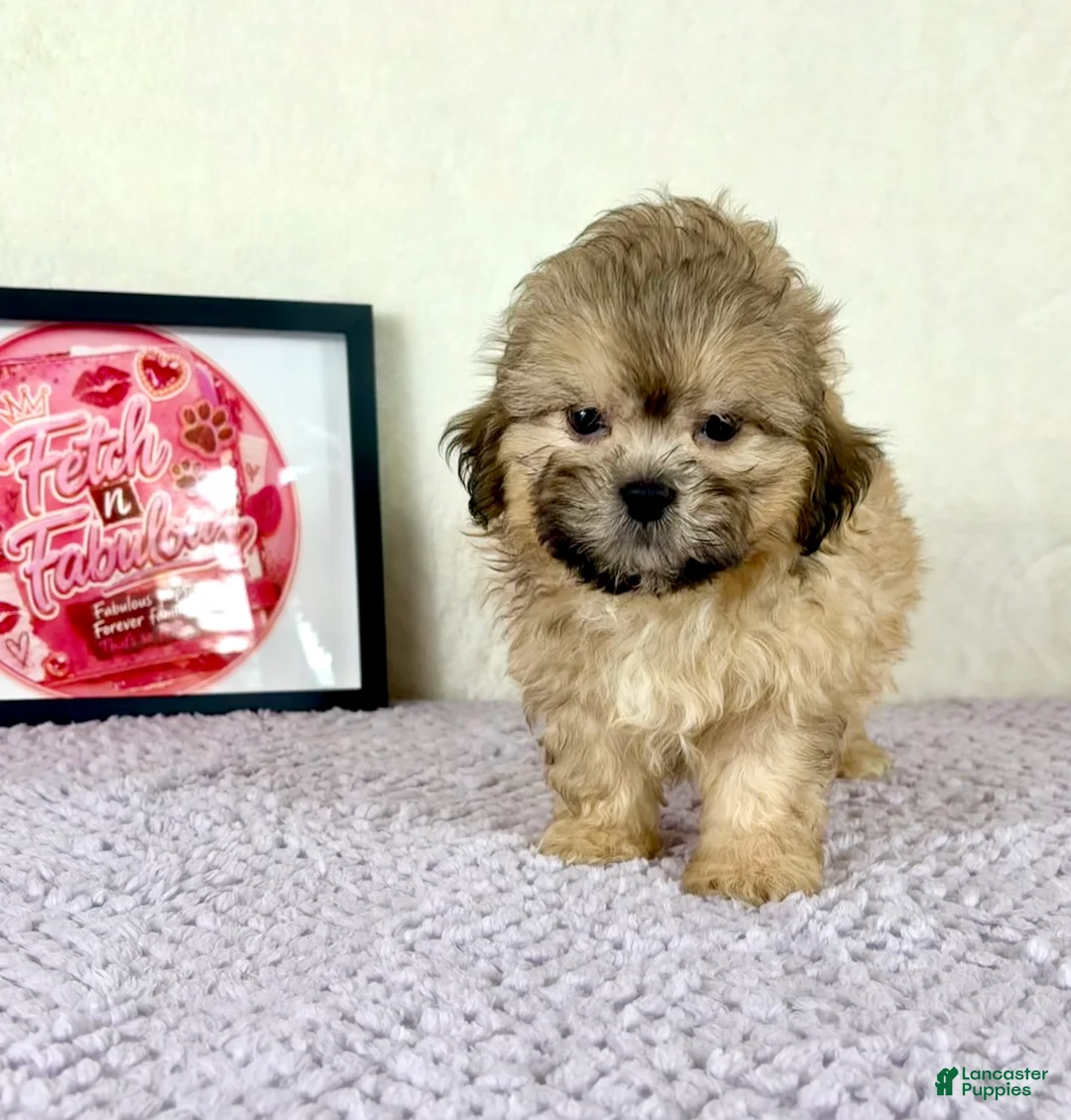 Shihpoo dogs for sale: Aaron - Ad 5