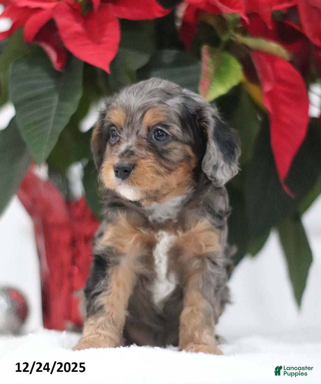 Cavapoo dogs for sale: Purdy - Ad 2