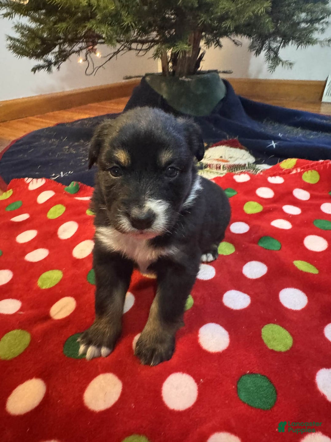 Australian Shepherd dogs for sale: Artic - Ad 3