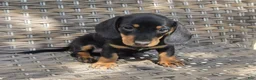 Dachshund dogs for sale: Cooper  - Ad 2