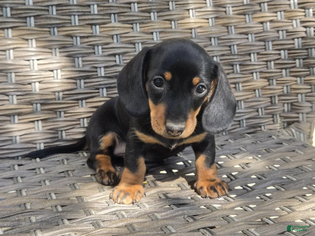Dachshund dogs for sale: Cooper  - Ad 2