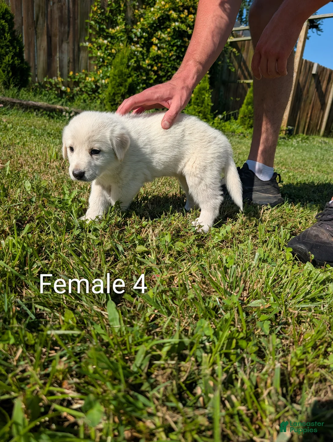 Mixed Breed dogs for sale: American Pyre 8 - Ad 1