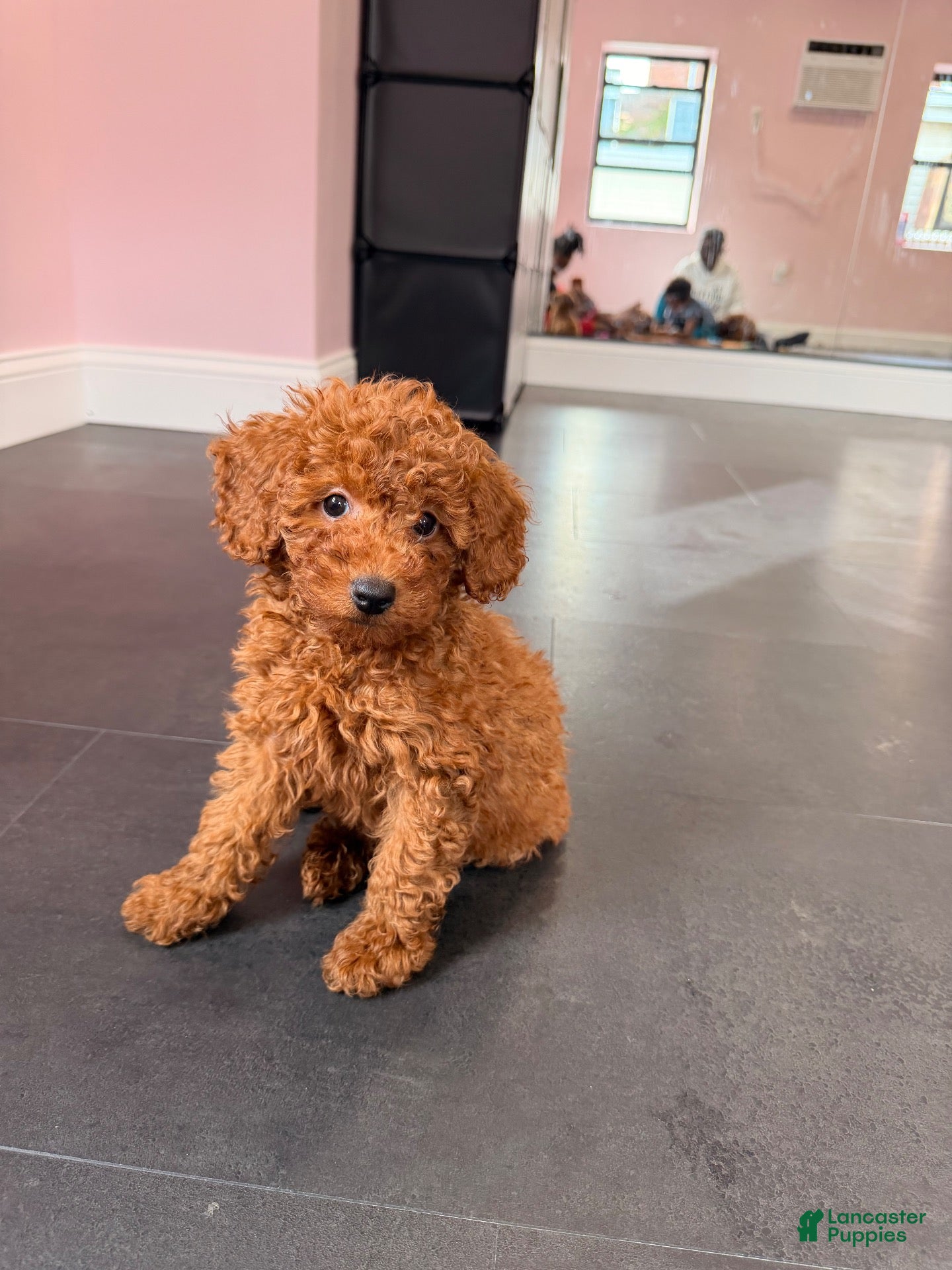 Mixed Breed dogs Chosen  - Ad 1