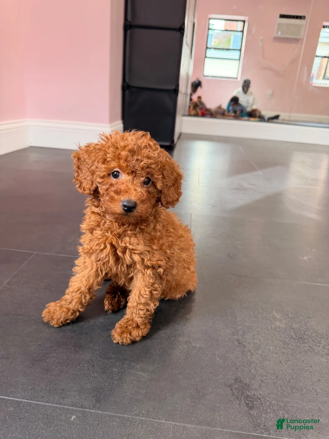 Mixed Breed dogs for sale: Chosen  - Ad 1
