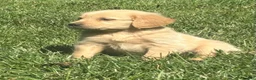 Golden Retriever dogs for sale: Susie - Ad 3