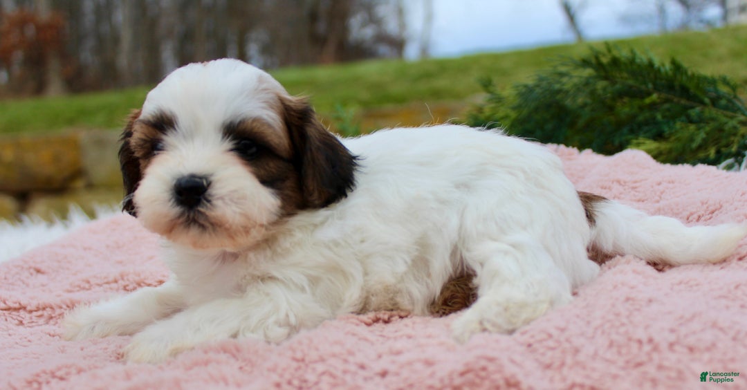 Teddy Bear dogs for sale: Teddy Bear Puppy 5 - Ad 1