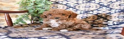 Toy Poodle dogs for sale: Marley - Ad 1
