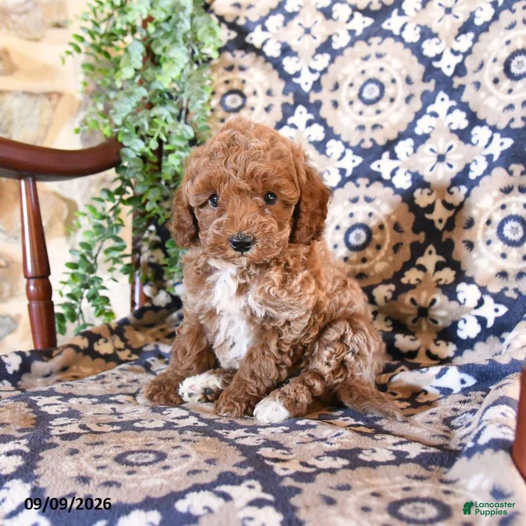 Toy Poodle dogs for sale: Marley - Ad 1