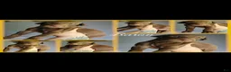 Doberman Pinscher dogs for sale: Doberman Pinscher Puppy 1 - Ad 1