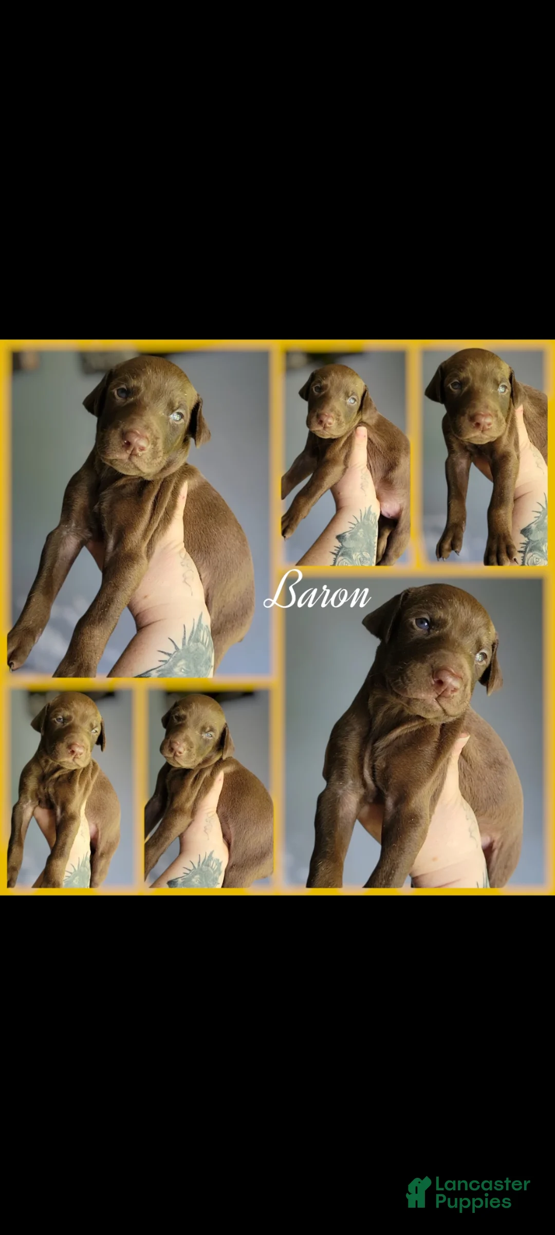Doberman Pinscher dogs for sale: Doberman Pinscher Puppy 1 - Ad 1