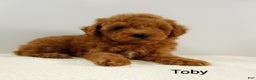 Toy Poodle dogs for sale: Toby -AKC  - Ad 3