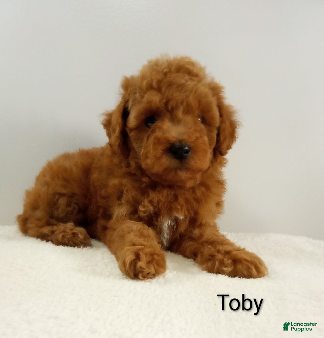 Toy Poodle dogs for sale: Toby -AKC  - Ad 3