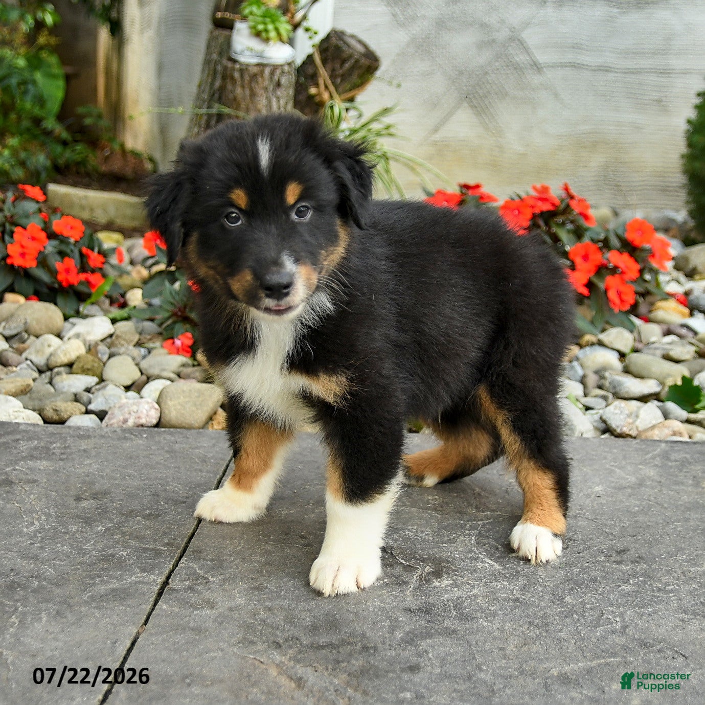 Australian Shepherd dogs Amir - Ad 1