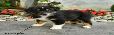 Amir