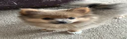 Pomeranian dogs for sale: Pip - Ad 3