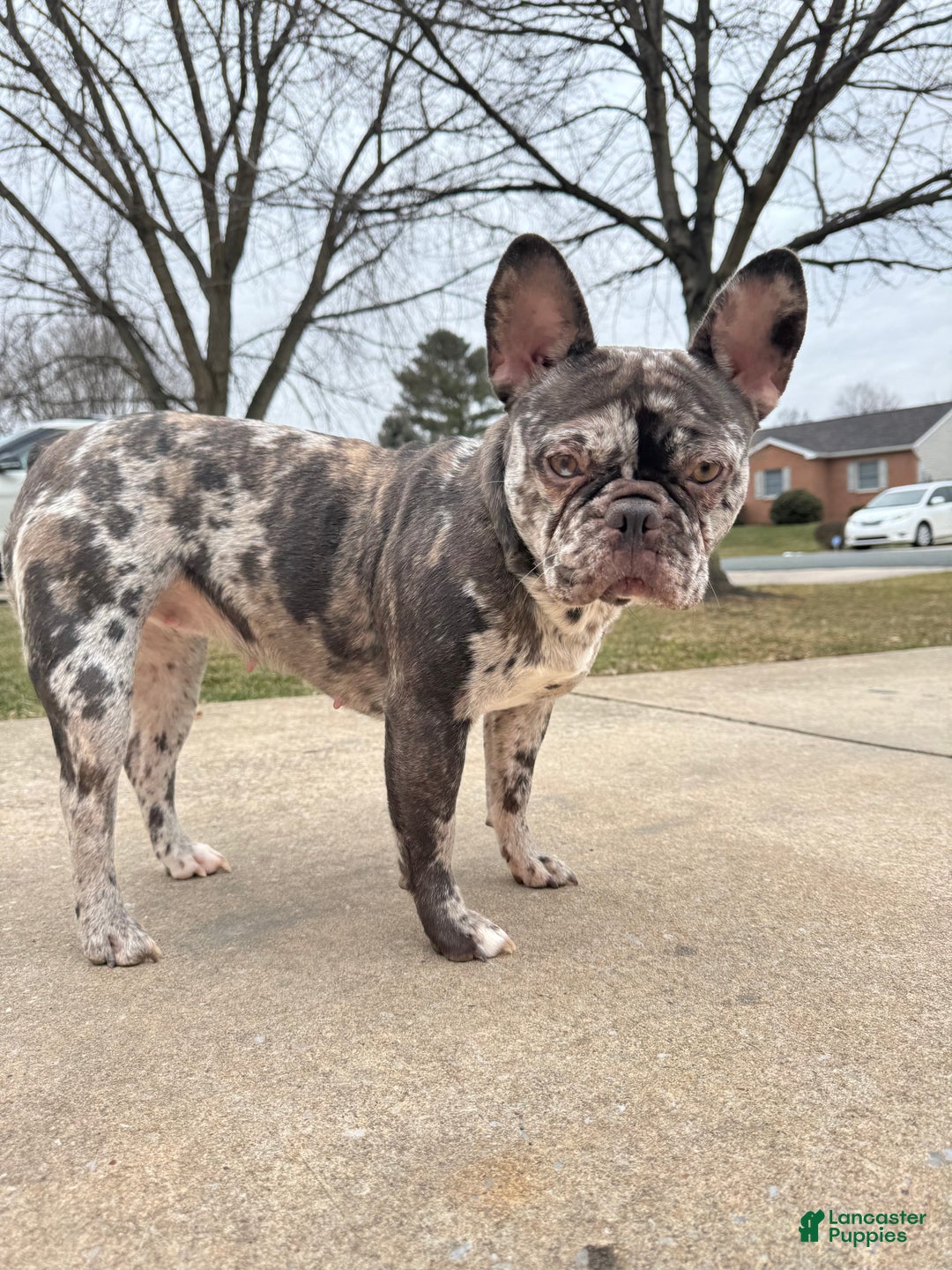 French Bulldog dogs for sale: French Bulldog Puppy 1 - Ad 3