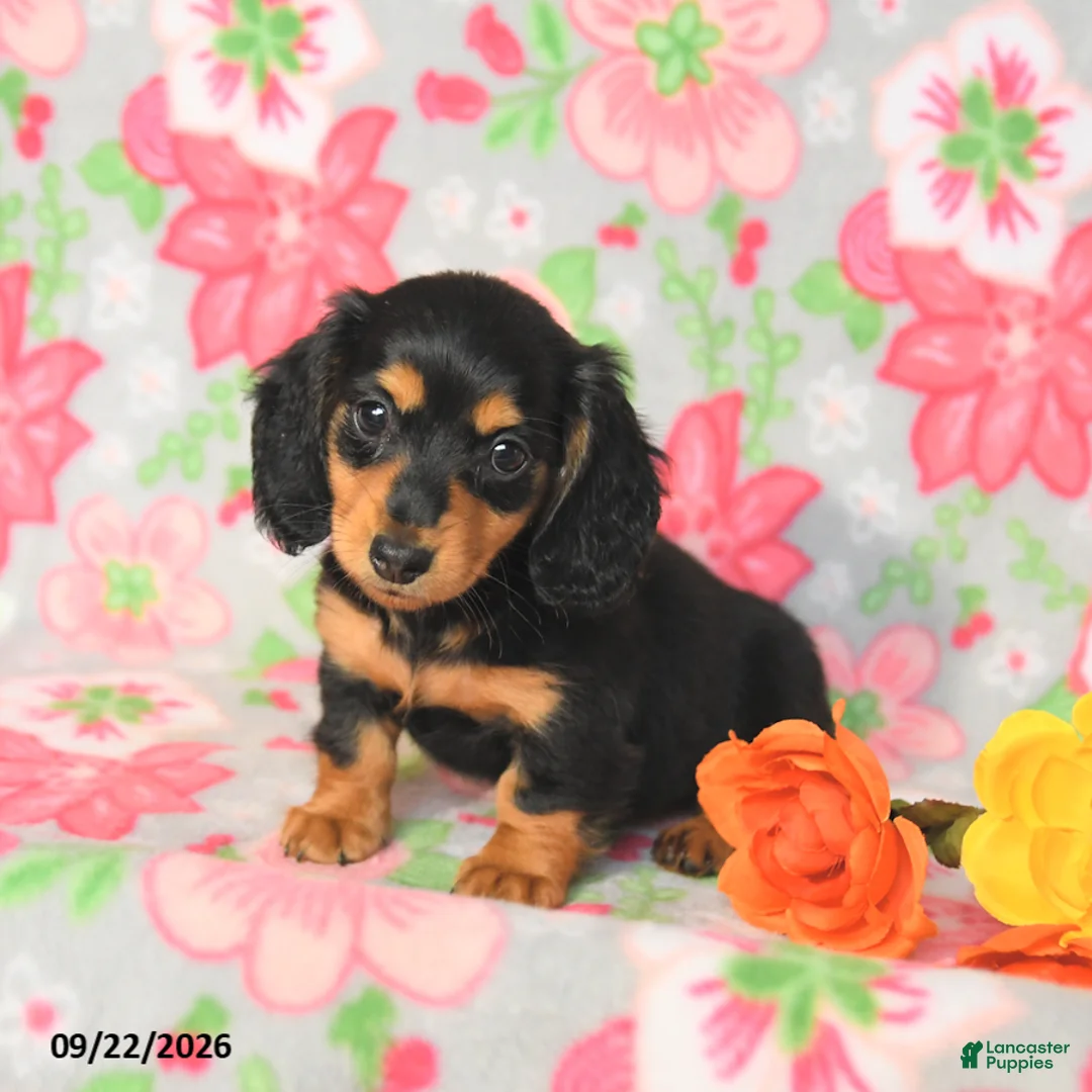 Miniature Dachshund dogs for sale: Rosie - Ad 2