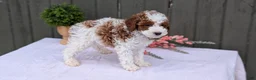 Miniature Poodle dogs for sale: Andor - Ad 7