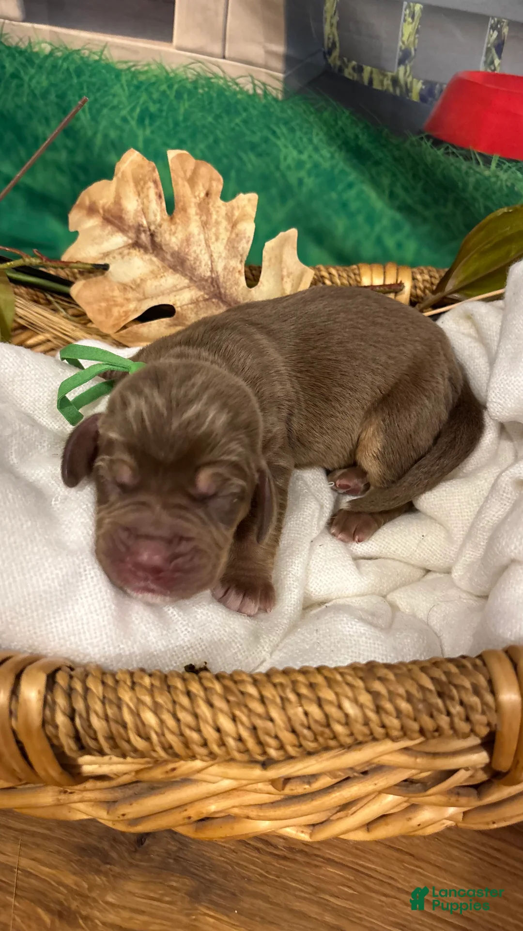Bloodhound dogs for sale: Green collar male - Ad 1