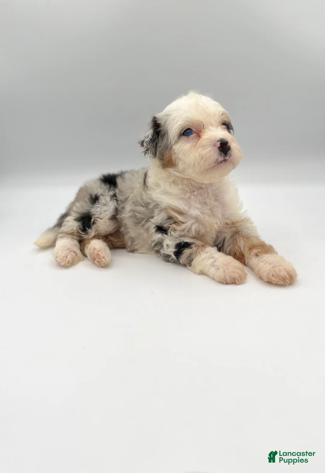 Bernedoodle dogs for sale: Fern - Ad 1