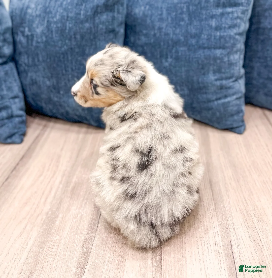 Australian Shepherd dogs for sale: Lacey - Ad 5